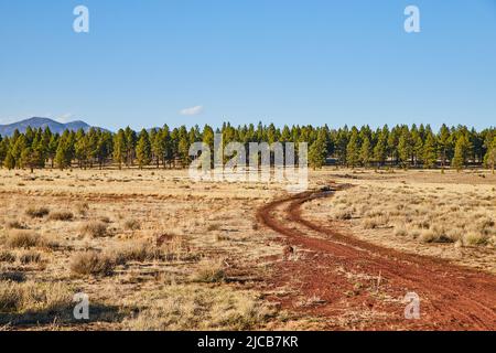OFF Road strada sterrata rossa in campo deserto che conduce alla foresta di pini Foto Stock