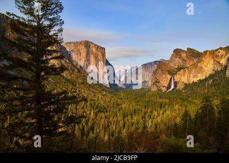 Tramonto sul meraviglioso tunnel di Yosemite Vista di tutta la valle con pino in primo piano Foto Stock