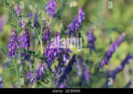 Vicia villosa, il vetch peloso viola fiori in prato closeup fuoco selettivo Foto Stock