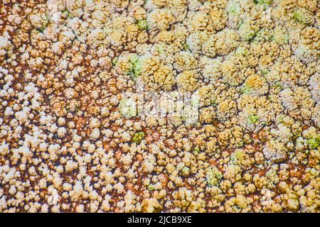 Texture asset di terrazze presso le sorgenti termali di Yellowstone Foto Stock