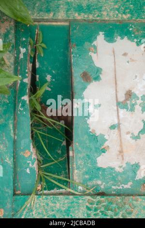 Una porta di legno rotta di colore ciano gettata via con alcune piante che crescono intorno ad essa Foto Stock