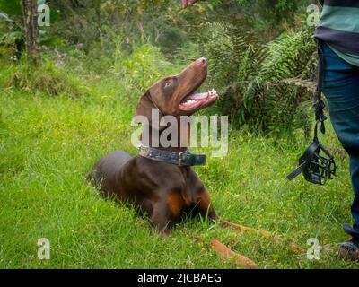 Marrone Doberman con le sue belle orecchie non tagliate rivolte verso la mano del proprietario Foto Stock