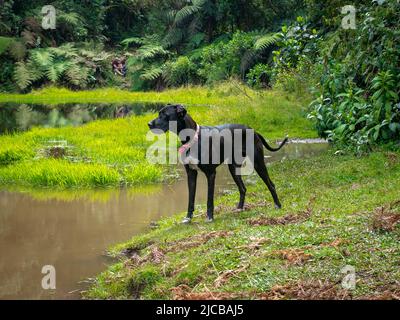 Il grande Dane, noto anche come il tedesco Mastiff o Deutsche Dogge, un cane nero in piedi accanto alla laguna nella Riserva Naturale 'El Romeral in Anti Foto Stock