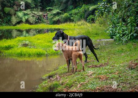 Una grande Dane nera accanto ad un cane marrone del Mongrel stanno levandosi in piedi vicino alla laguna nella riserva naturale 'El Romeral in Antioquia, Colombia Foto Stock