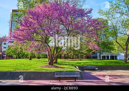 L'albero di ciliegia rosa mozzafiato sopra la panca del parco drops strato di petali rosa Foto Stock