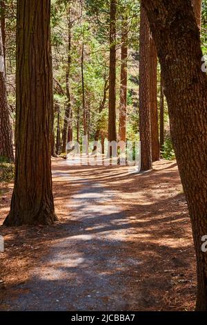 Sentiero per passeggiate attraverso bei boschi di pini con aghi che coprono il terreno Foto Stock