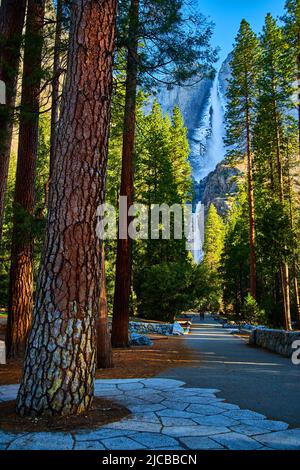 Pinete percorso escursionistico linea che conduce alle cascate Yosemite coperto di gelo in primavera Foto Stock