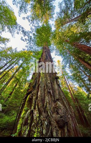Guardando su tronco di gigantesco albero di foresta di sequoie Foto Stock