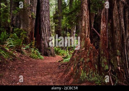 Percorso attraverso l'antica foresta di Redwoods in California Foto Stock