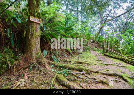 Albero con cartello di parcheggio e radici esposte Foto Stock