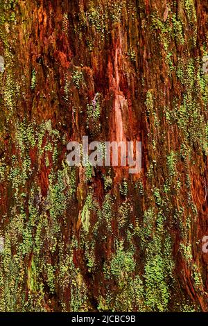 Rosso e Mosy Redwood albero corteccia struttura verticale asset Foto Stock