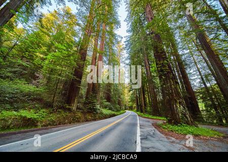 Attraversa la splendida Redwoods Avenue of Giants Foto Stock