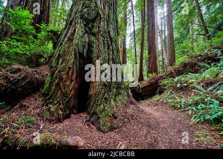 Angolo in antico albero di sequoia che può essere una persona lungo il sentiero Foto Stock