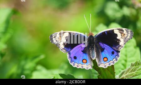 Blue Pansy Butterfly sull'albero con sfondo verde naturale, il motivo assomiglia agli occhi arancioni sull'ala nera e blu e viola e gialla Foto Stock