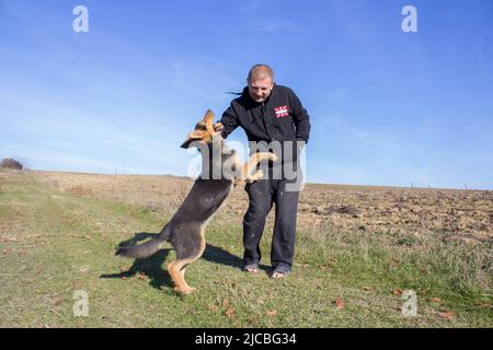 attacco aggressivo cane pastore mordente sulla mano dell'uomo Foto Stock