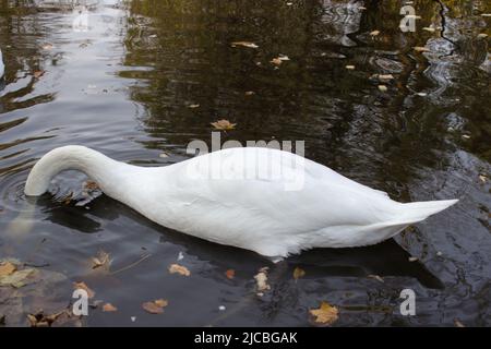 Cigno anatra nel parco in autunno Foto Stock