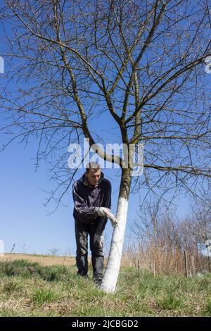 un giardiniere giovane che si prende cura di ciliegio, albero corteccia bianco Foto Stock