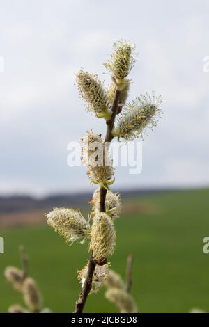 Nel mese di aprile fiorito ramo salice bella Pasqua Foto Stock