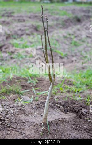 giovani noci piantate nel terreno Foto Stock