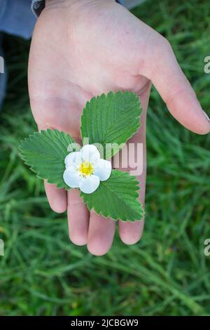 Mani contadine che tengono un fiore di fragole Foto Stock