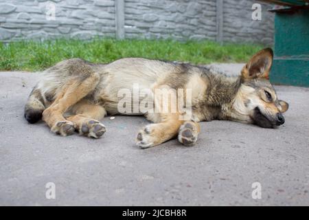 Dorme il cane mongrel in strada Foto Stock