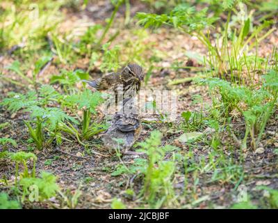 L'uccello di legno Redwing, Turdus iliacus, nutre il pulcino di lombrichi sul terreno. Un pulcino adulto ha lasciato il nido ma i suoi genitori continuano a prendersi cura o Foto Stock