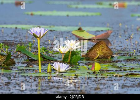 Gigli d'acqua bianchi e porpora, diga di Fogg, nei pressi di Darwin, Northern Territory, NT, Australia Foto Stock