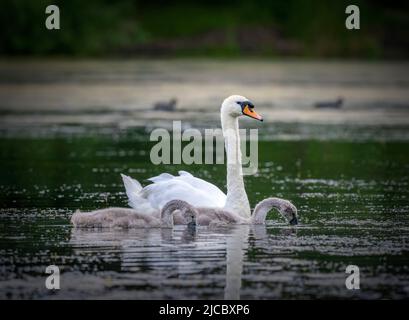 Un adulto Mute Swan (Cygnus olor) aggraziato su un lago con due cigneti in Stanley Park, Blackpool, Lancashire, Regno Unito Foto Stock