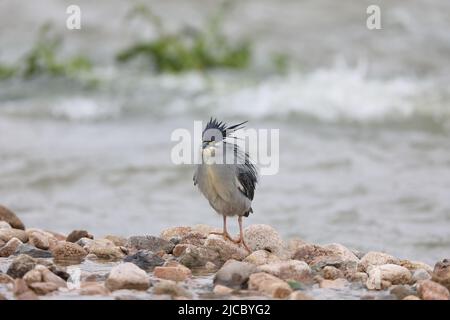 Airone striato o piccolo airone verde (Butorides striatus) in Giappone Foto Stock