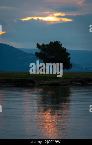 Tramonto su un solo albero, Lago Taupo, Isola del Nord, Nuova Zelanda Foto Stock