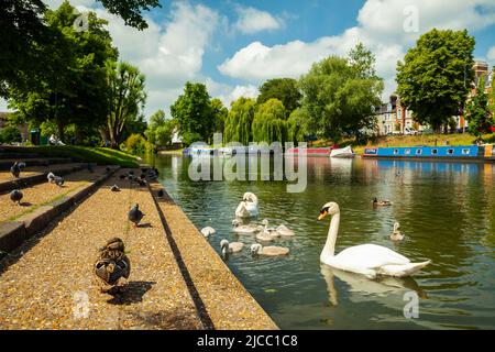 Cigni e cigneti sul fiume Cam a Cambridge, Inghilterra. Foto Stock