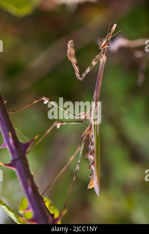 Emusa pennata. Bastone mantis nel suo ambiente naturale. Foto Stock