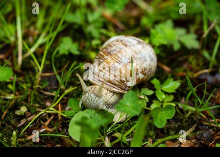 Primo piano di una lumaca romana, Teutoburg Forest, Renania settentrionale-Vestfalia, Germania. Foto Stock