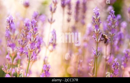 Fiori di lavanda in giardino fiorito. Fiori di lavanda illuminati dalla luce del sole. Ape in cerca di polena su un petalo di fiori. Foto Stock