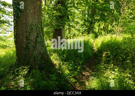 Bellissimo sentiero attraverso una piccola foresta con tronchi di faggio ricoperti di edera in luce atmosferica, Weserbergland, bassa Sassonia, Germania. Foto Stock