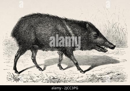 Nuovi maiali del mondo. Il peccario è un mammifero della famiglia Tayassuidae, Guyana francese, dipartimento di Francia, Sud America. Viaggio di esplorazione all'interno delle Guianas 1877 di Jules Crevaux. Le Tour du Monde 1879 Foto Stock