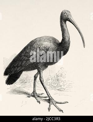 Il gigante ibis (Thaumatibis gigantea) è l'unica specie del genere monotipico Thaumatibis, è un uccello della famiglia ibis, Threskiornitidae, provincia Attapeu. Laos. Sud-est asiatico. Laos e le popolazioni selvagge di Indo-Cina dal Dott. Harmand 1877 Foto Stock