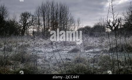 Mattina gelida nella schiarificazione della foresta Foto Stock