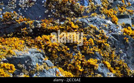 Crescita eccessiva da organismi acquatici (Balanus) e alghe sulle rocce sulle rive dell'Oceano Pacifico nel Parco Nazionale Olimpico, Washington Foto Stock