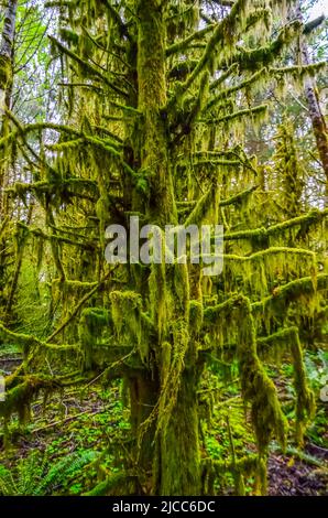 Piante epifitiche e muschio umido appendono da rami di alberi nella foresta nel Parco Nazionale Olimpico, Washington, USA Foto Stock