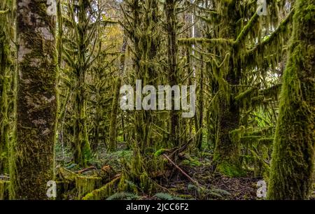 Piante epifitiche e muschio umido appendono da rami di alberi nella foresta nel Parco Nazionale Olimpico, Washington, USA Foto Stock