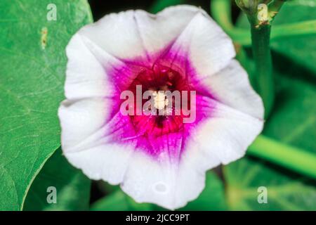 Fiori di patate dolci (Ipomoea batatatatas) che crescono in un settore agricolo, Uganda, Africa Foto Stock