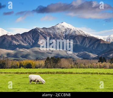Paesaggio con montagna innevata e campo verde con pecore al pascolo, Isola del Sud, Nuova Zelanda Foto Stock
