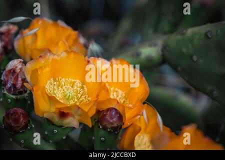 Particolare di opuntia ficus indica o pera di prickly con fiori d'arancio fiorenti Foto Stock