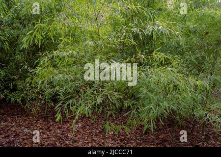 Impianto invasivo di bambù dorato (Phyllostachys aurea) in Galizia, Spagna Foto Stock