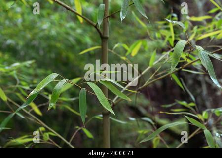 Bambù d'oro (Phyllostachys aurea) foglie verdi fresche dettaglio Foto Stock