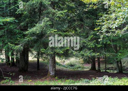 Abete rosso (Abies Alba) nella foresta di Oza, Spagna Foto Stock