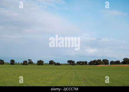 Campo seminato verde a la Mancha, Spagna Foto Stock