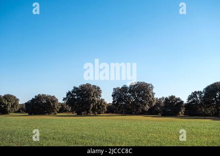 Lecci querce boschetto e campo verde seminato a la Mancha, Spagna Foto Stock