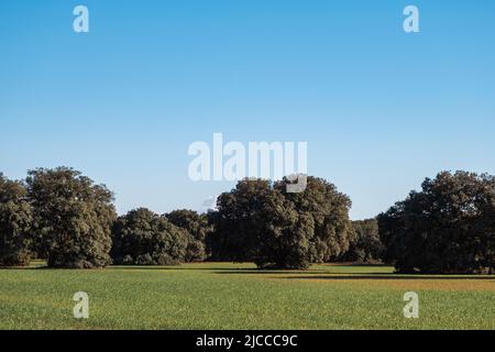 Lecci querce boschetto e campo verde seminato a la Mancha, Spagna Foto Stock